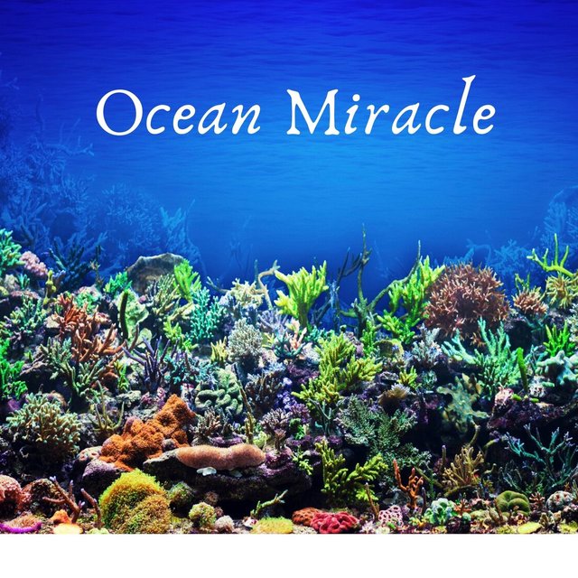 Ocean Miracle