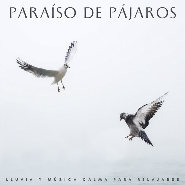 Paraíso De Pájaros: Lluvia Y Música Calma Para Relajarse