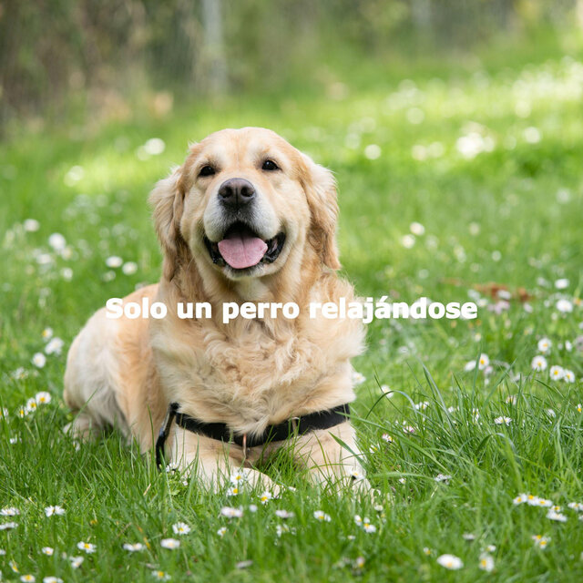 Solo un perro relajándose