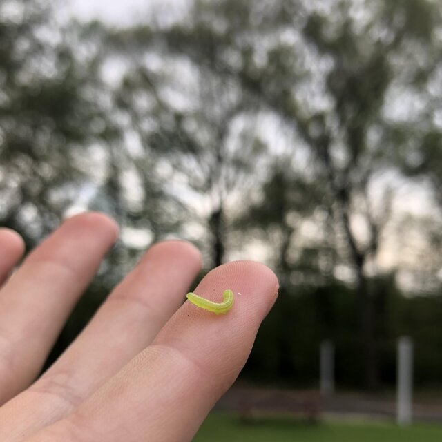 Delicate (Uncut)