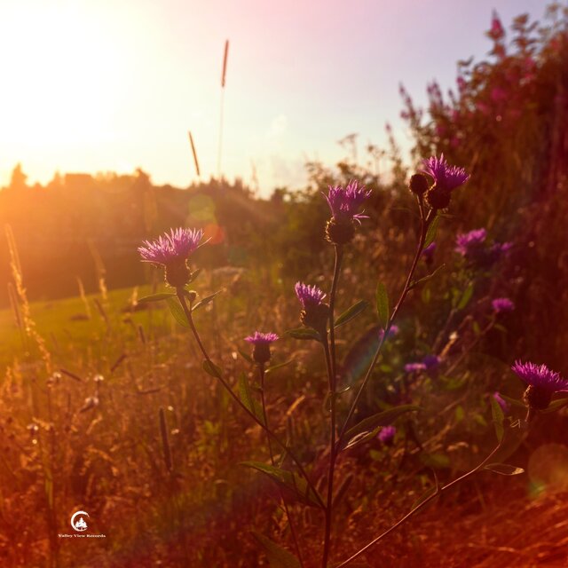 Dreamy Meadow