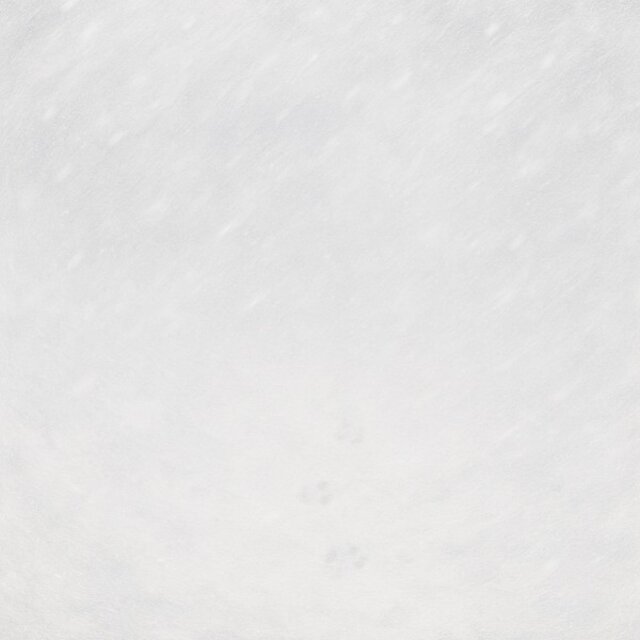 Weißes Kaninchen im Schneesturm (Unaufgenommene Songs)