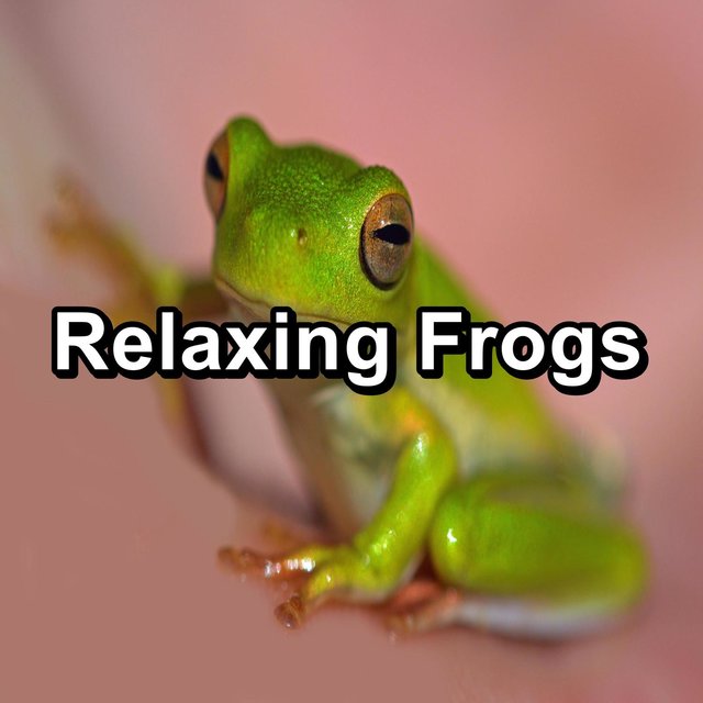 Relaxing Frogs