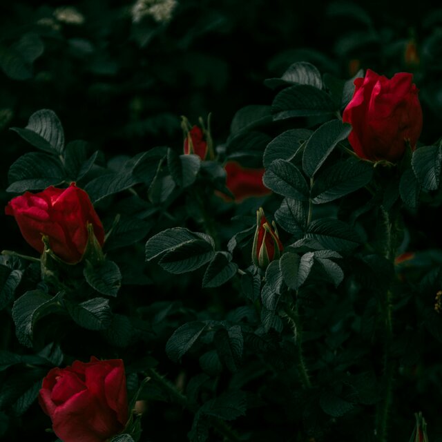 Where The Flowers Don’t Grow