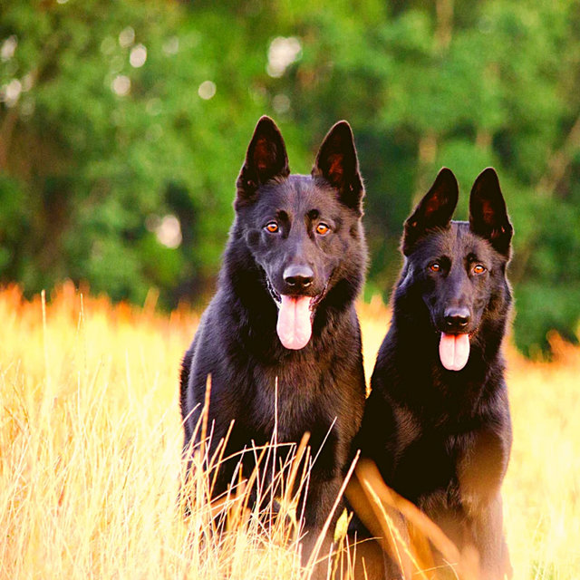 Calming Your Dog - Awesome