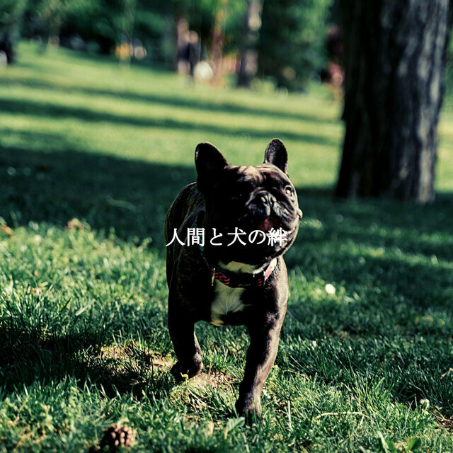 人間と犬の絆