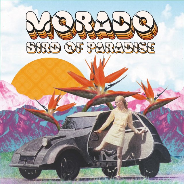 Bird Of Paradise