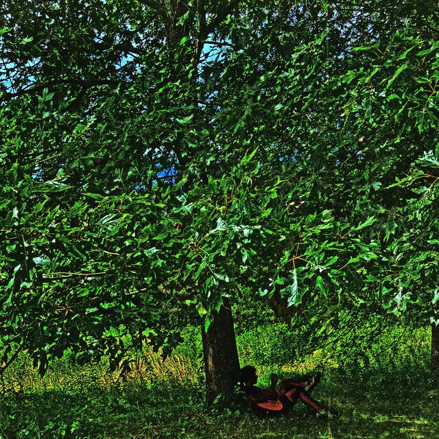 Olive Tree