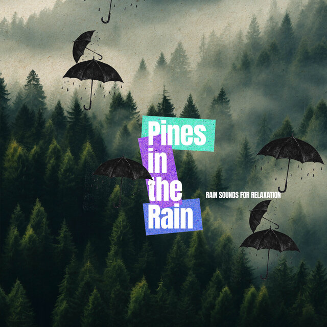 Pines in the Rain