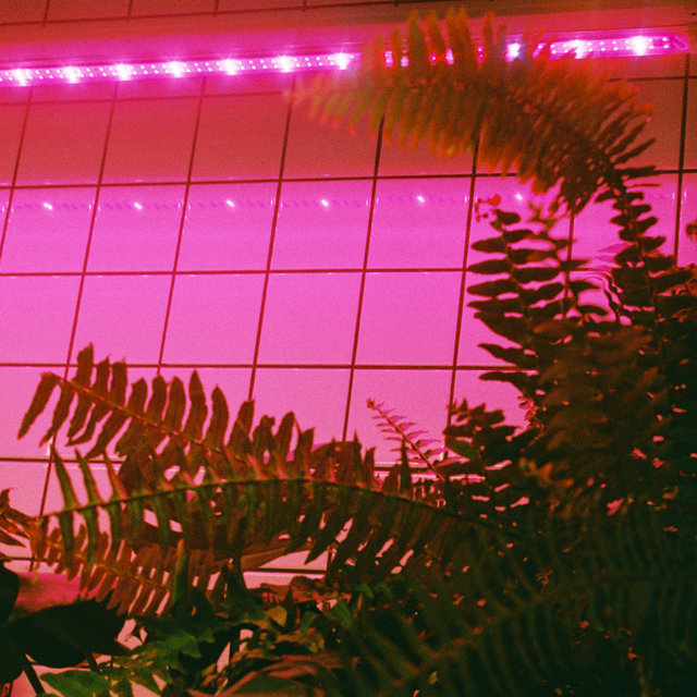 Faded Dreams