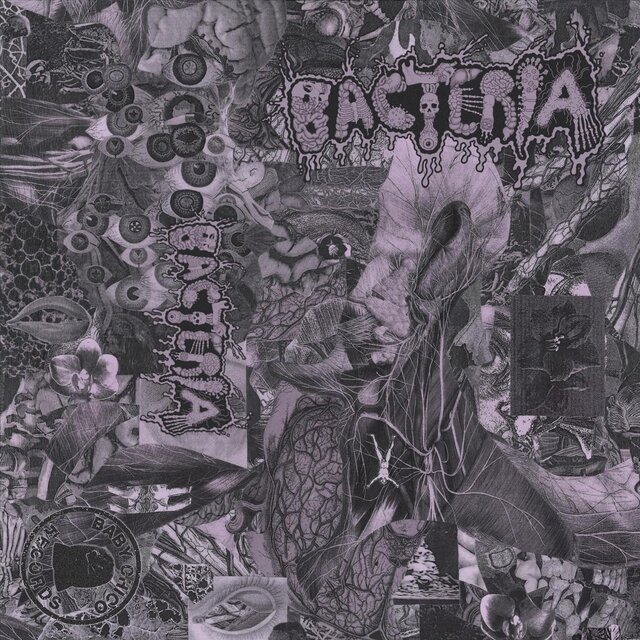 Bacteria