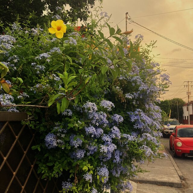 Flowers
