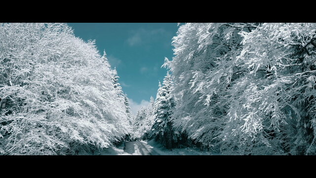 Weißer Winterwald (Winterwonderland)