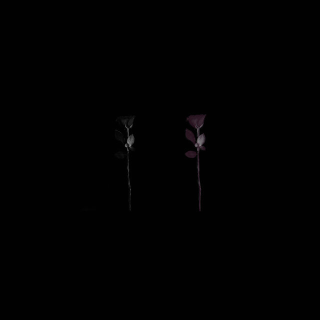BLACK ROSES.