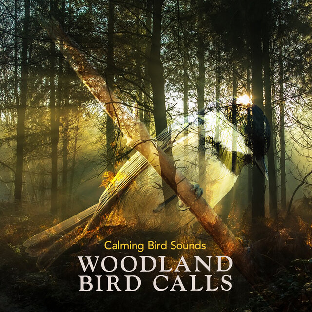 Woodland Bird Calls