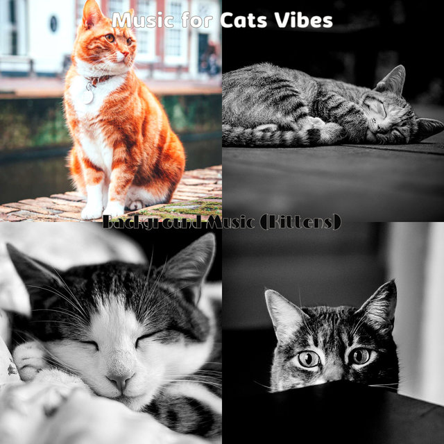 Background Music (Kittens)