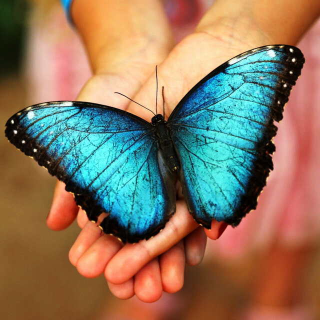 Mariposa