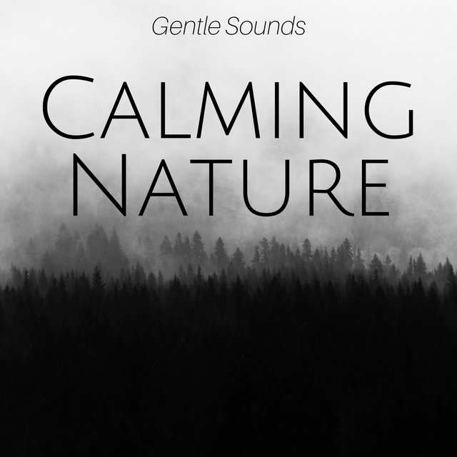 Calming Nature: Gentle Sounds of Wind & Rain for Deep Sleep, Relaxing Nature Sounds for Positive Energy, Meditation & Yoga