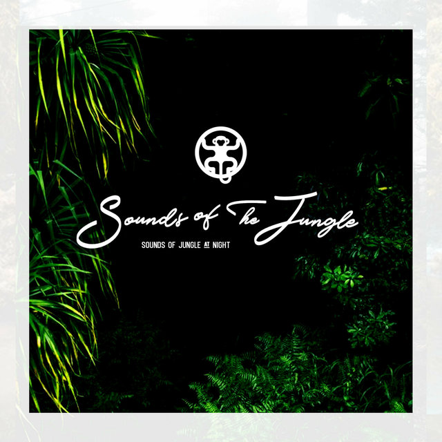 Sounds Of Jungle At Night