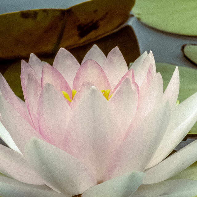 1 Meditative Night: Tibetan Tranquility