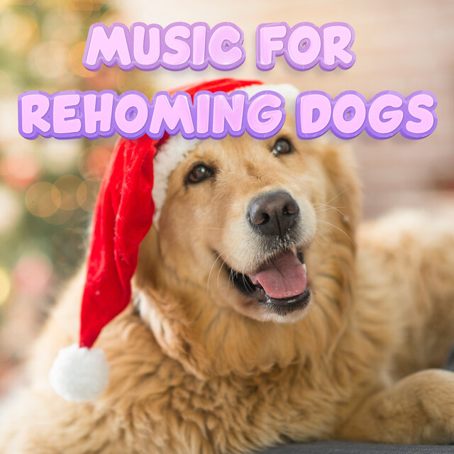 Proven Music To Calm Down. Reduce Stress & Anxiety For Dogs That Need Rehoming