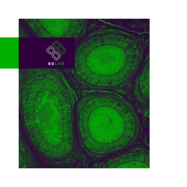 Gyllene Noter