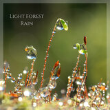 Light Forest Rain 2