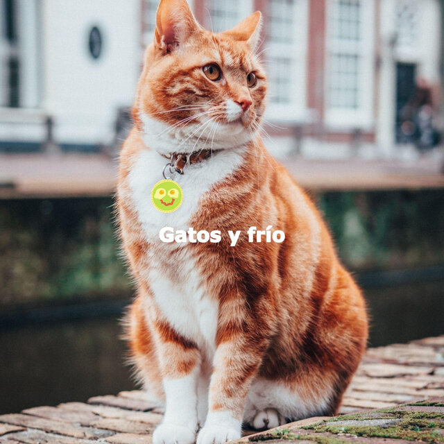 Gatos y frío