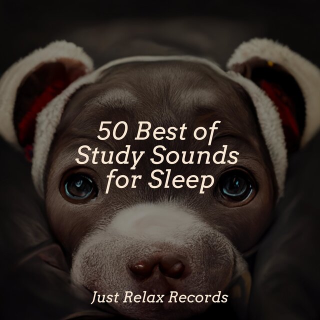 50 Best of Study Sounds for Sleep