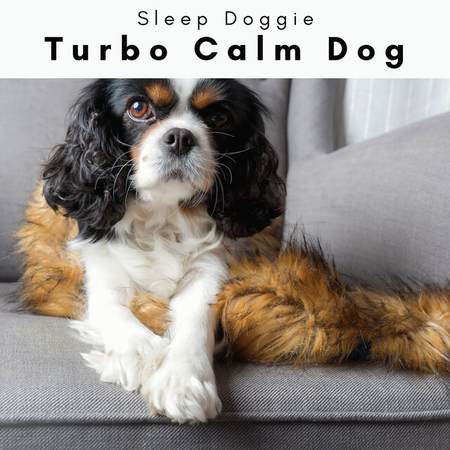 1 Turbo Calm Dog