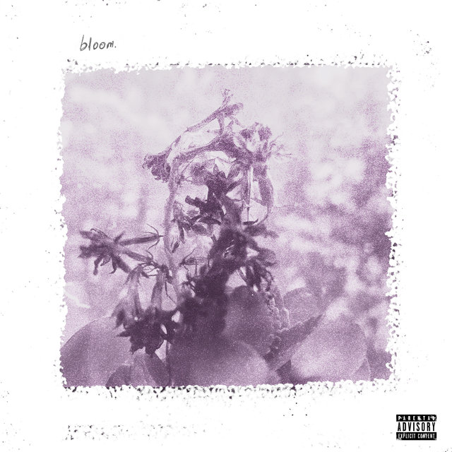bloom.