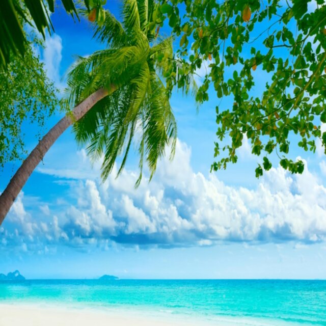 Techno Tropic