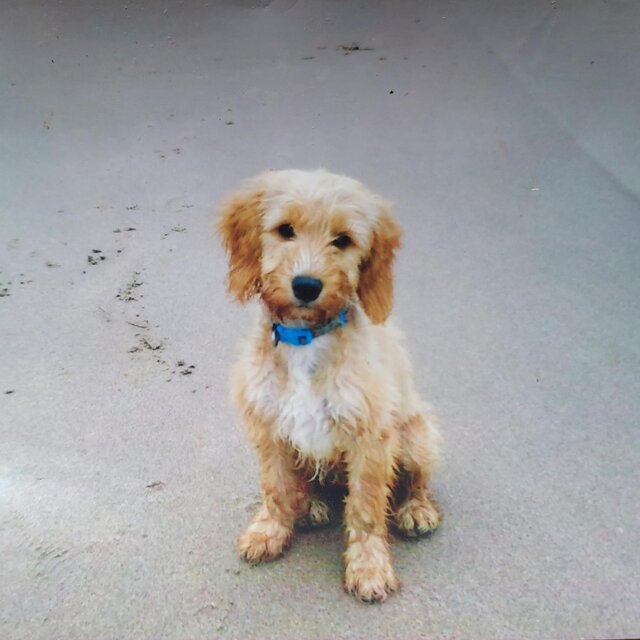 Alfie