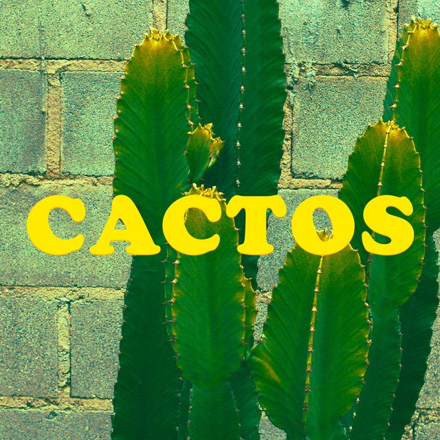 Cactos