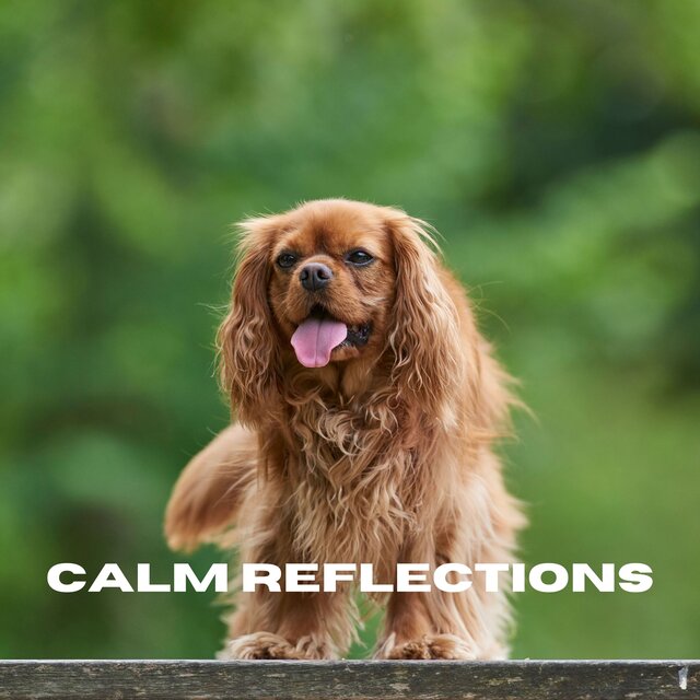 Calm Reflections