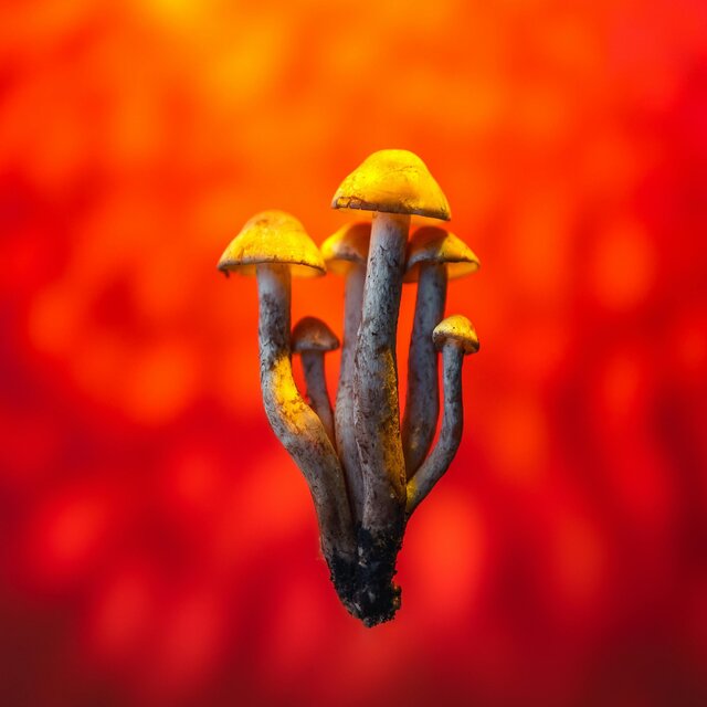 SHROOMIZED
