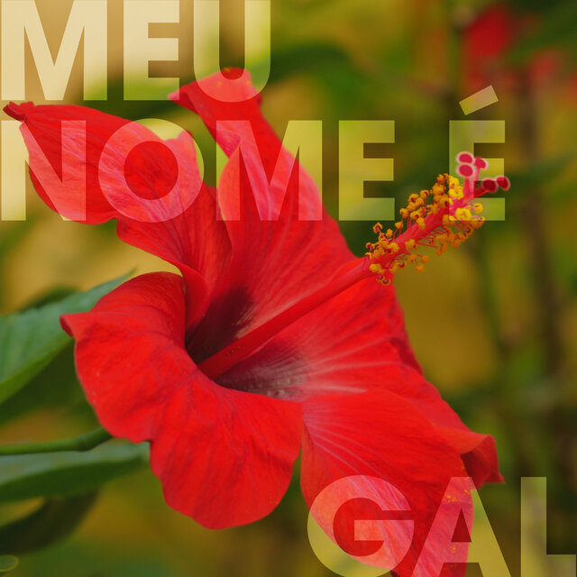 Meu Nome É Gal
