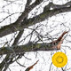 Cover art for album Rachmaninoff: Symphony No. 2 by Berliner Philharmoniker, Kirill Petrenko