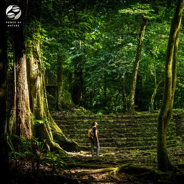 Journey into the Heart of the Jungle