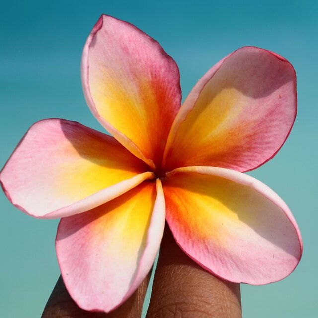 Exotic Tropical Vibes