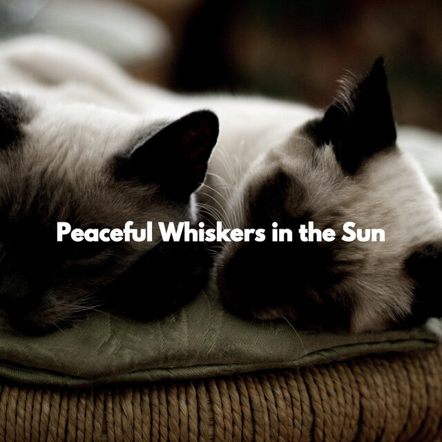 Peaceful Whiskers in the Sun