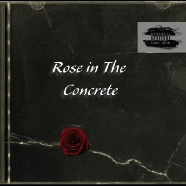 Rose in the Concrete