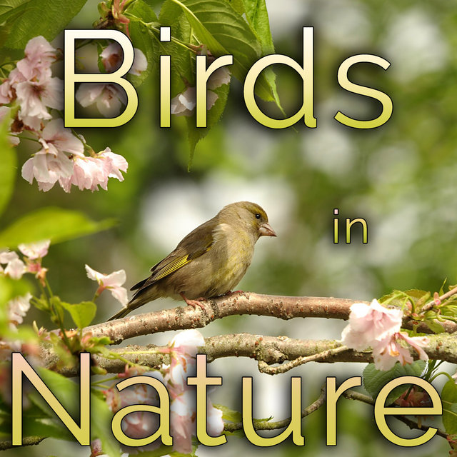 Birds In Nature