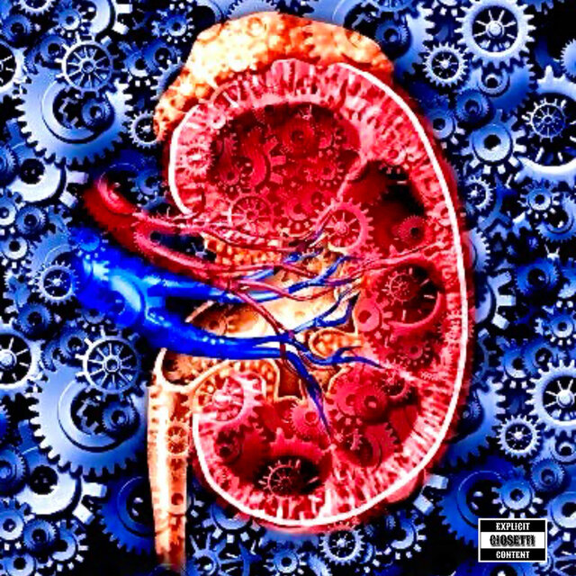 kidney