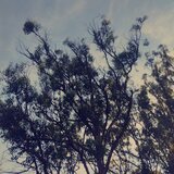 Feeling High