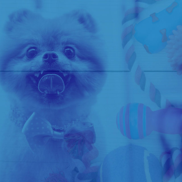 Piano and Glockenspiel - Ambiance for Doggy Wellness