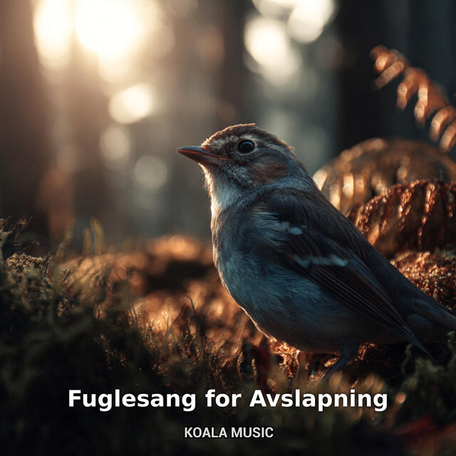 Fuglesang for Avslapning