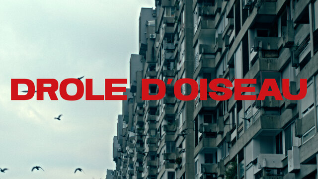Drôle d'oiseau (Visualizer)