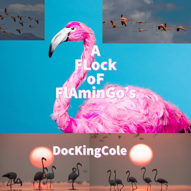 A Flock of Flamingo's