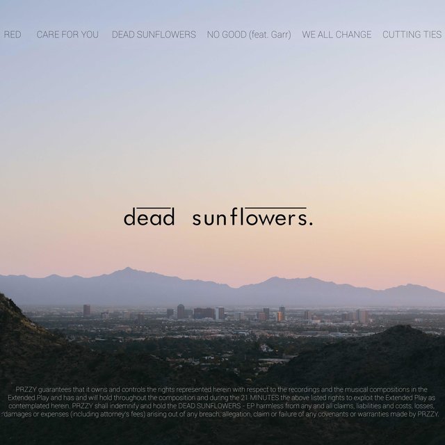 dead sunflowers